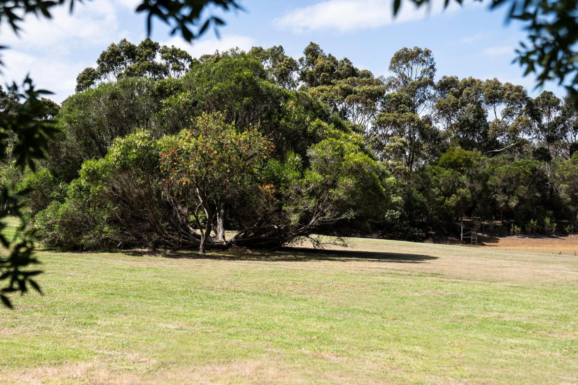 Bells Beach Cottages Bellbrae Eksteriør billede